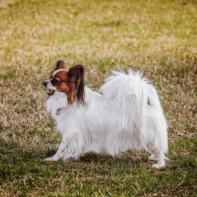 About papillon breed - facts and overview