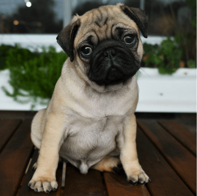 About pug breed - facts and overview