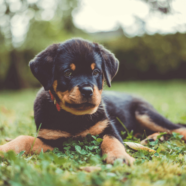 About rottweiler breed - facts and overview