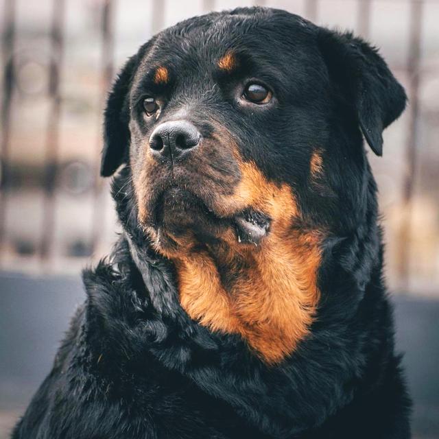 About rottweiler breed - facts and overview