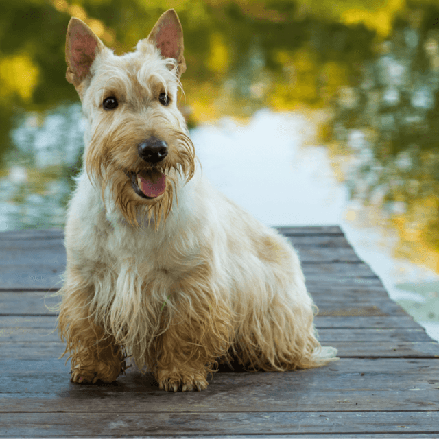 About scottish terrier breed - facts and overview