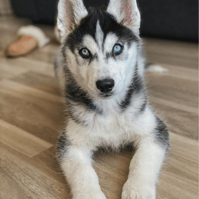 About siberian husky breed - facts and overview