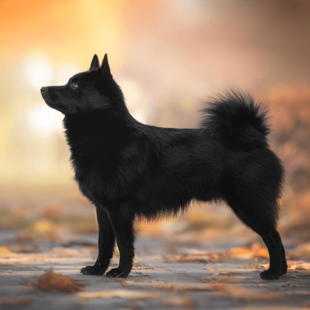 About schipperke breed - facts and overview