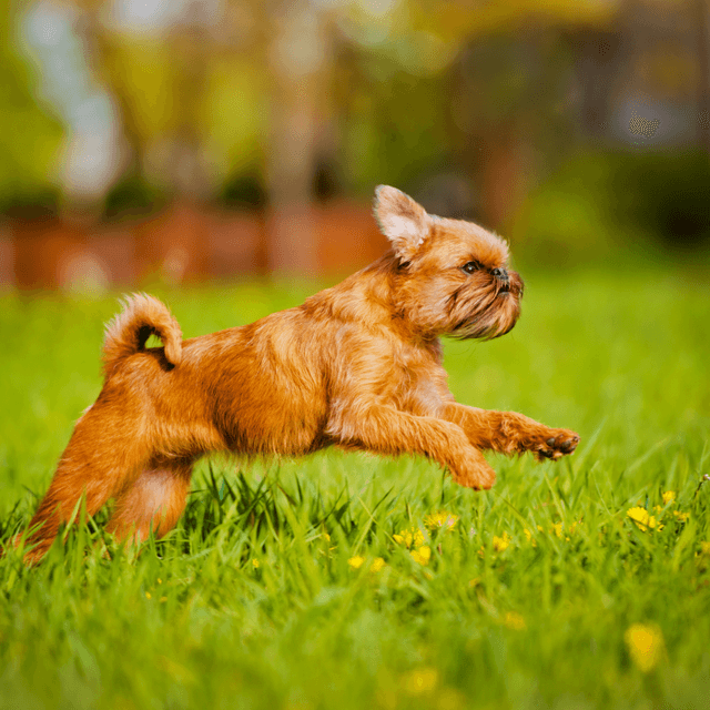 About brussels griffon breed - facts and overview