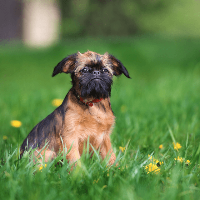 About brussels griffon breed - facts and overview