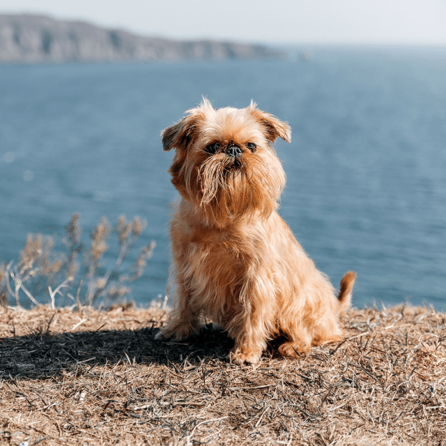 About brussels griffon breed - facts and overview