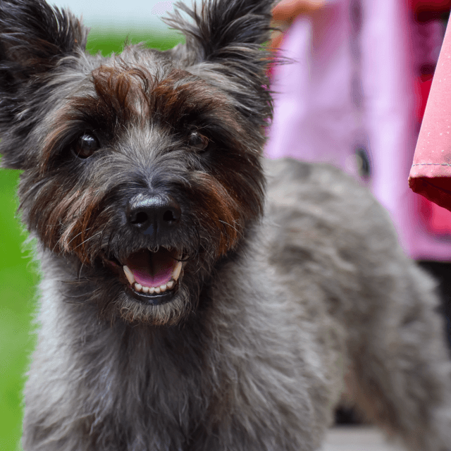 About cairn terrier breed - facts and overview