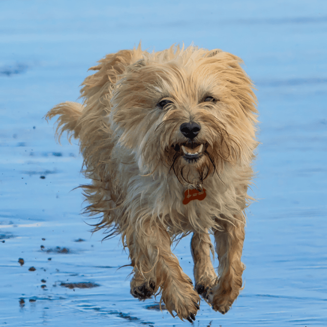 About cairn terrier breed - facts and overview