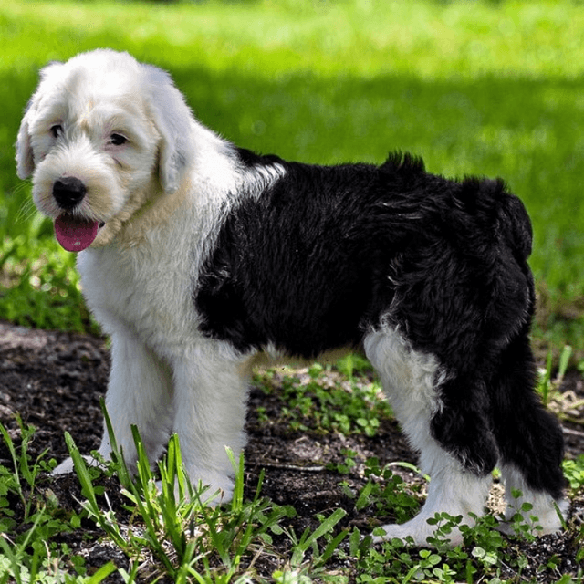 About old english sheepdog breed - facts and overview