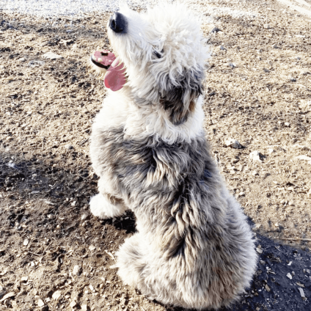 About old english sheepdog breed - facts and overview