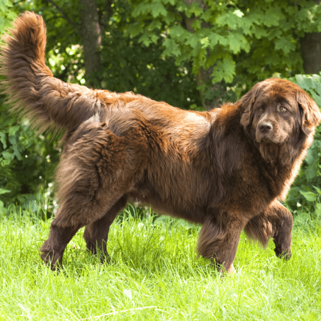 About newfoundland breed - facts and overview