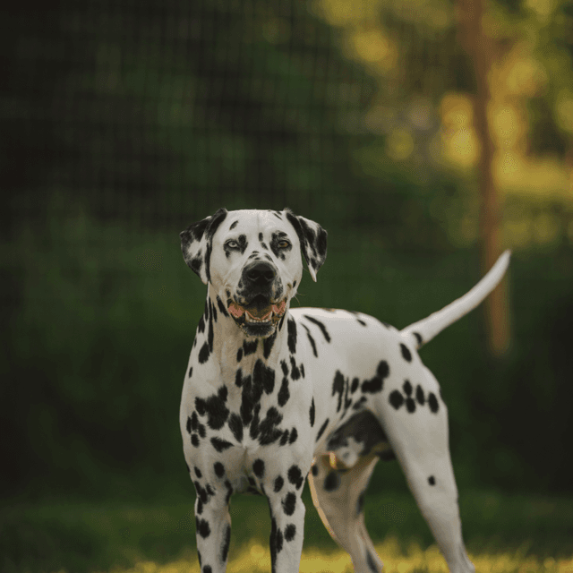 About dalmatian breed - facts and overview