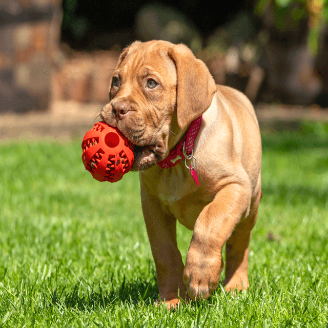 About dogue de bordeaux breed - facts and overview