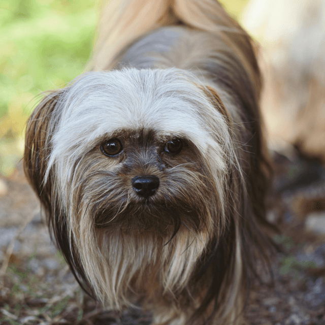 About lhasa apso breed - facts and overview