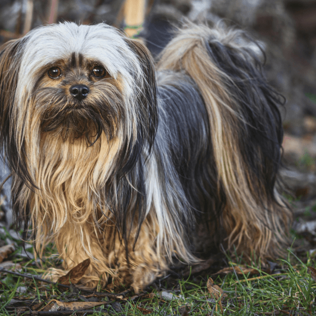 About lhasa apso breed - facts and overview