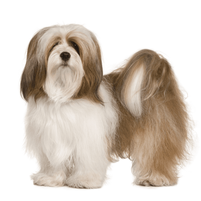 About lhasa apso breed - facts and overview