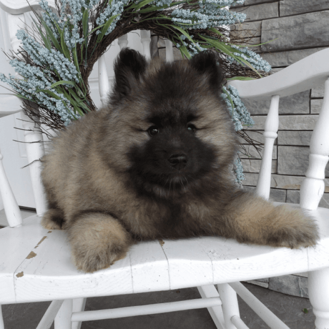 About keeshond breed - facts and overview