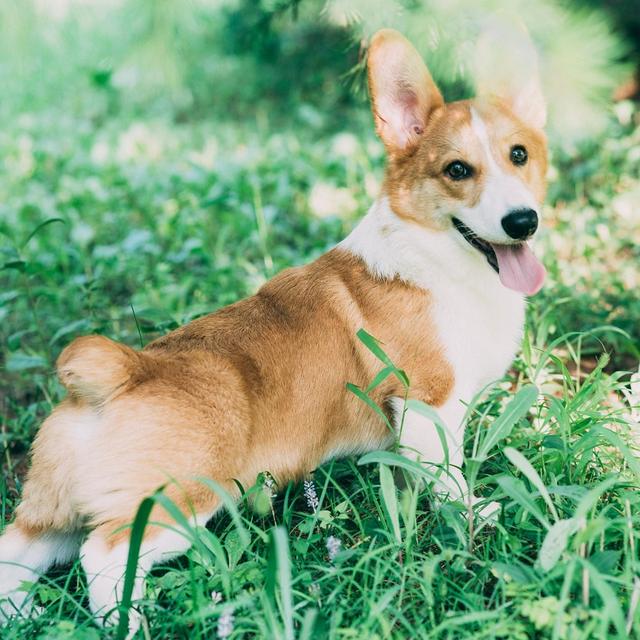 About pembroke welsh corgi breed - facts and overview