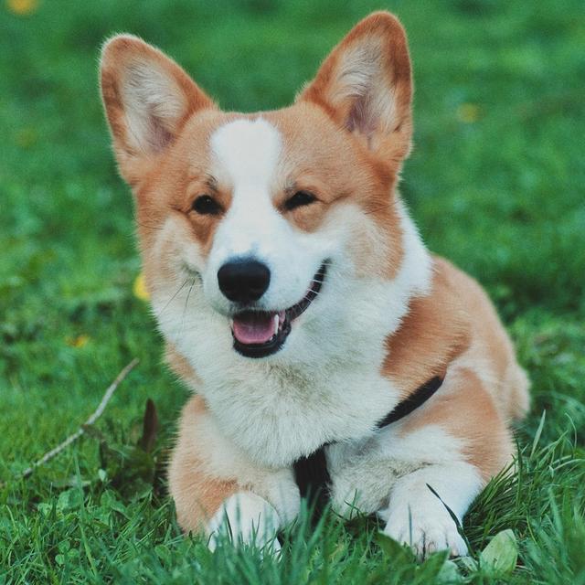 About pembroke welsh corgi breed - facts and overview