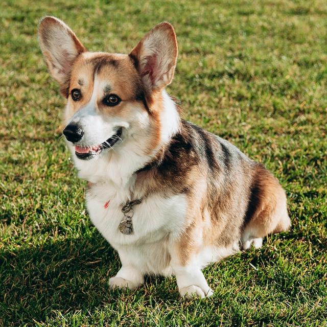 About pembroke welsh corgi breed - facts and overview