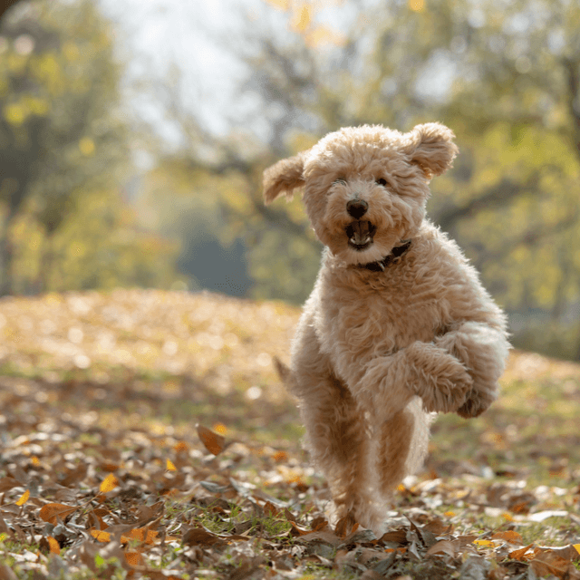 About goldendoodle breed - facts and overview