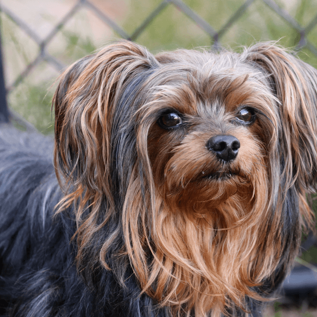 About yorkiepoo breed - facts and overview