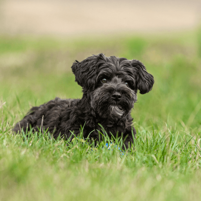 About yorkiepoo breed - facts and overview