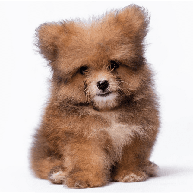 About pomapoo breed - facts and overview