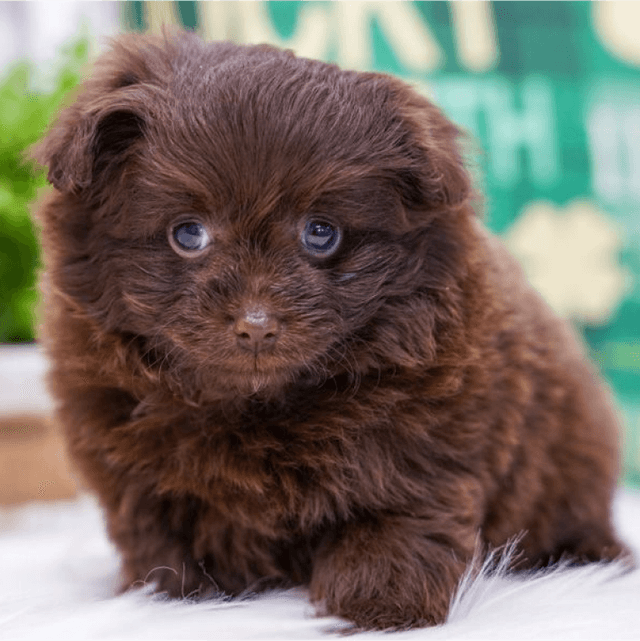 About pomapoo breed - facts and overview