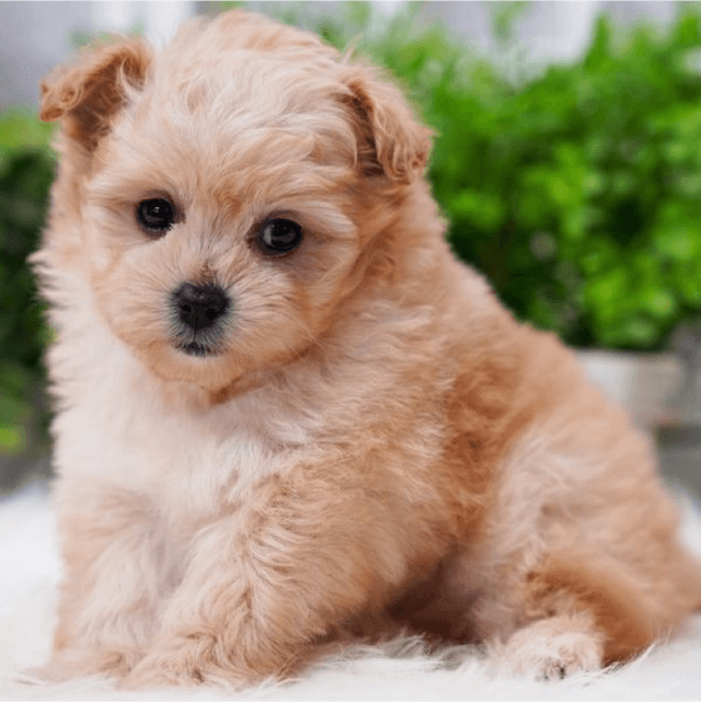 About pomapoo breed - facts and overview