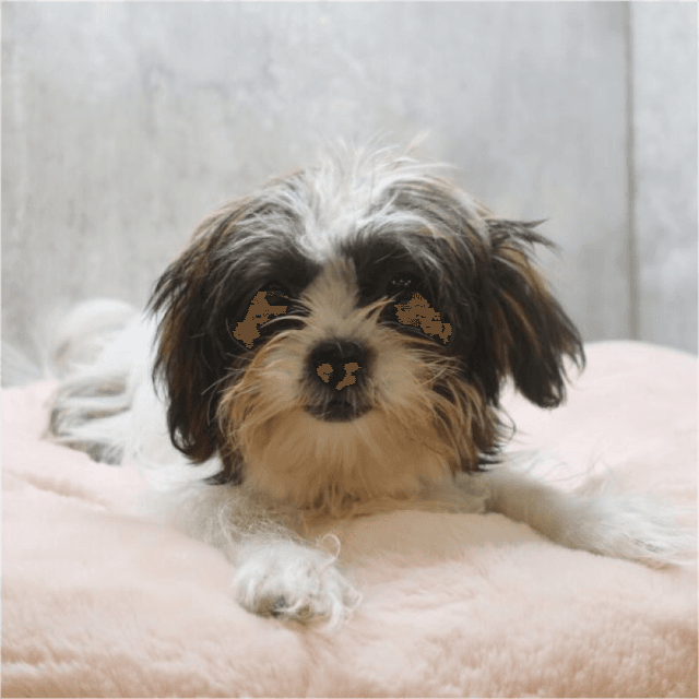 About shorkie breed - facts and overview