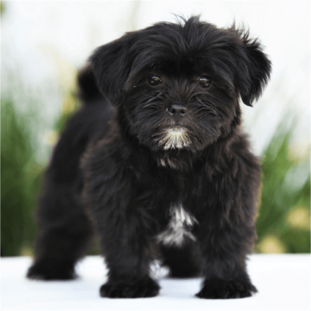 About shorkie breed - facts and overview