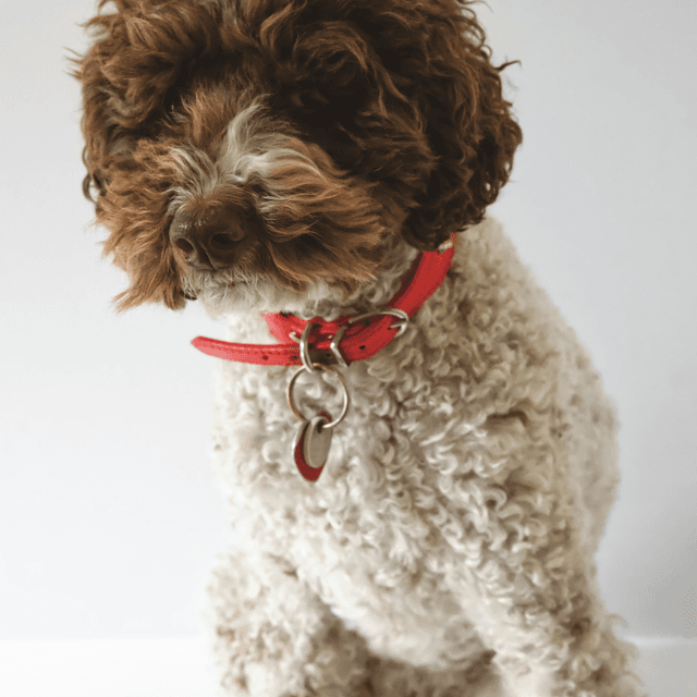 About schnoodle breed - facts and overview