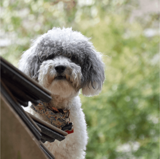 About schnoodle breed - facts and overview