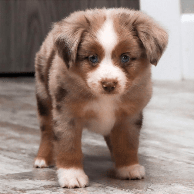 About miniature american shepherd breed - facts and overview