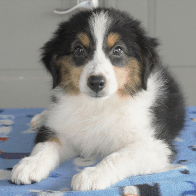 About miniature american shepherd breed - facts and overview