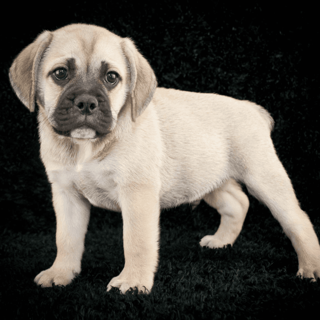 About beabull breed - facts and overview