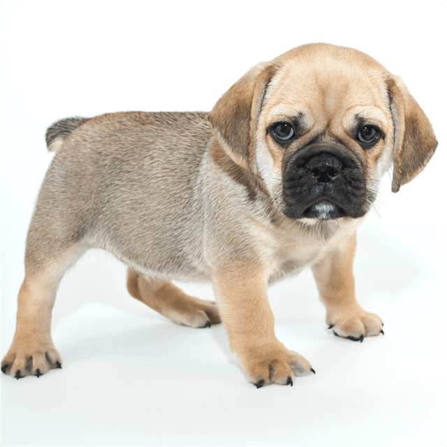 About beabull breed - facts and overview