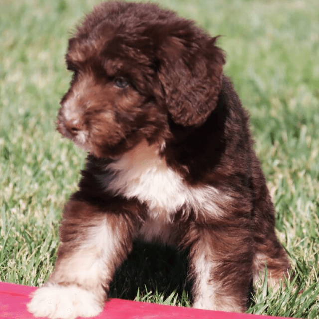 About siberpoo breed - facts and overview