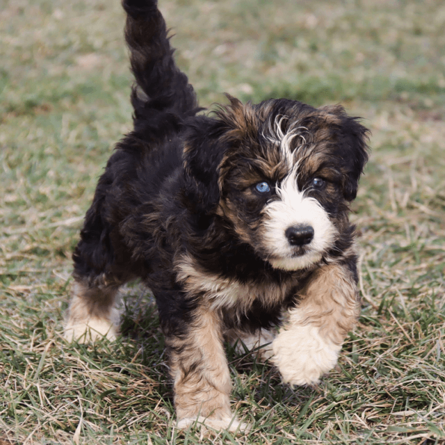 About siberpoo breed - facts and overview