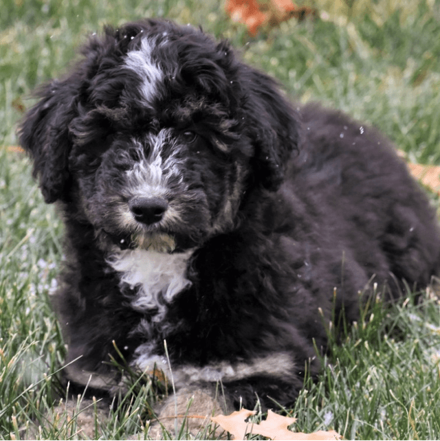 About siberpoo breed - facts and overview