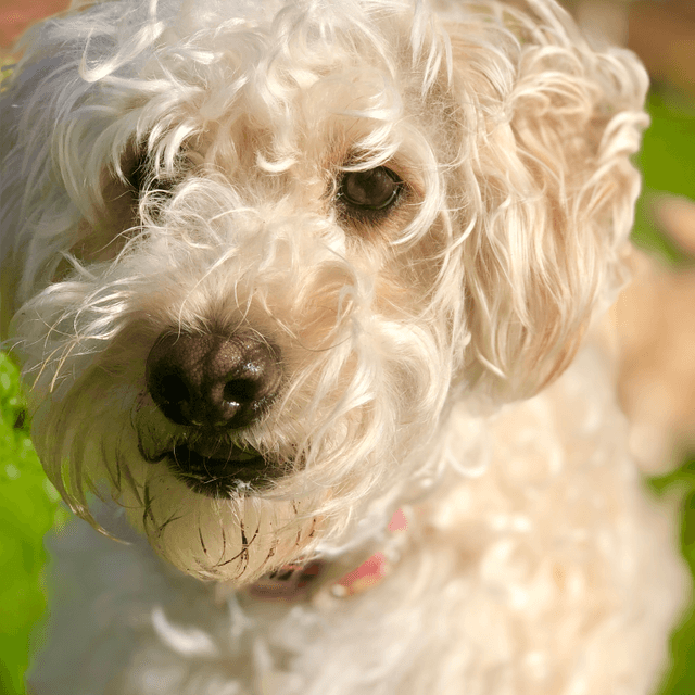 About whoodle breed - facts and overview