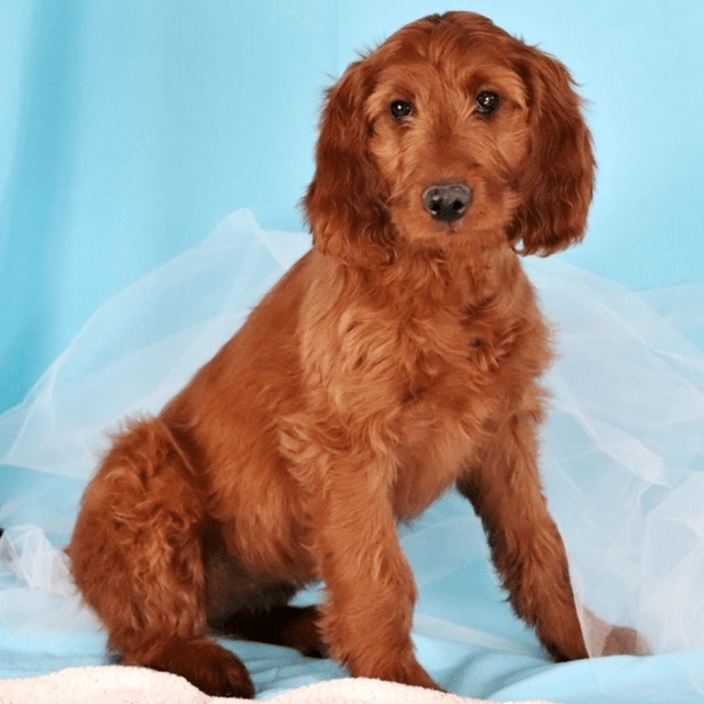 About irish doodle breed - facts and overview