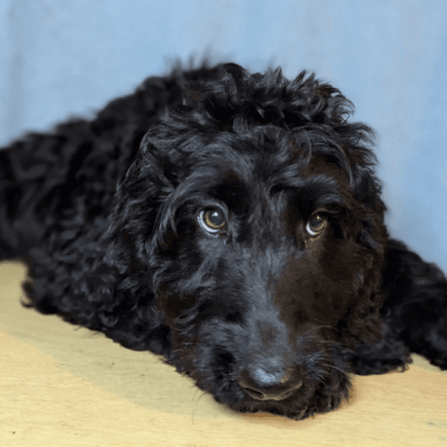 About irish doodle breed - facts and overview