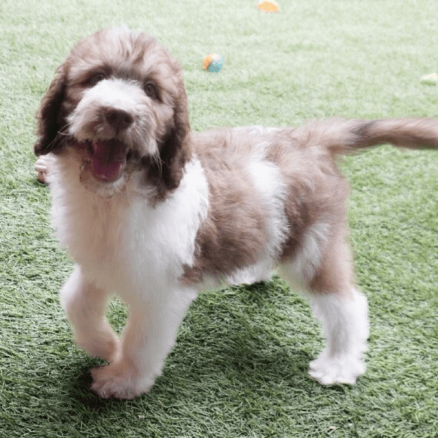 About saint berdoodle breed - facts and overview