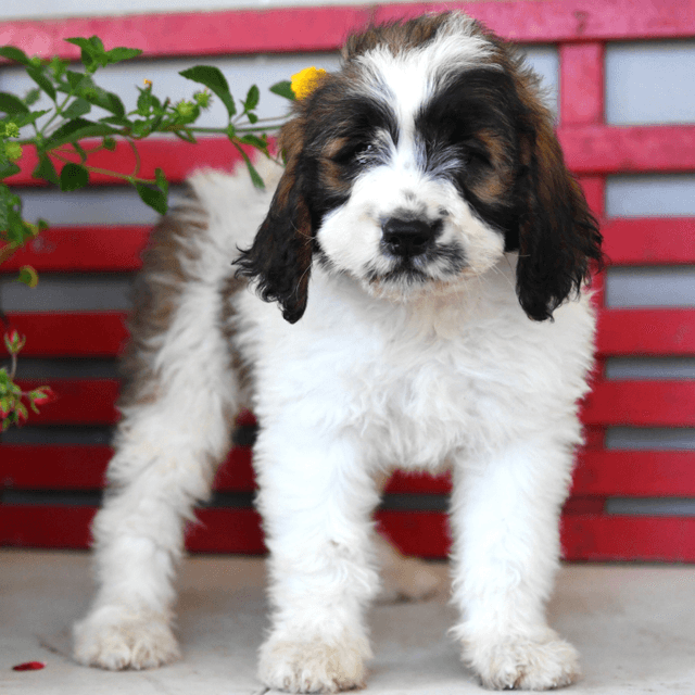 About Saint Berdoodle breed - facts and overview