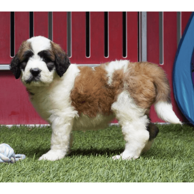 About Saint Berdoodle breed - facts and overview