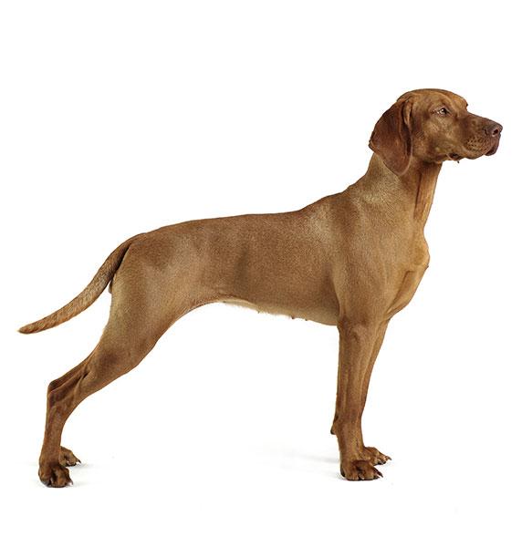 Vizsla