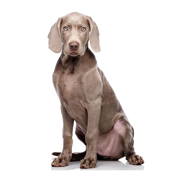 Weimaraner