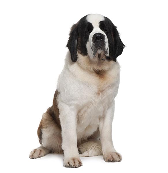 Saint Bernard